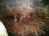 Copper Millberry